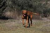 VIZSLA poil court 039